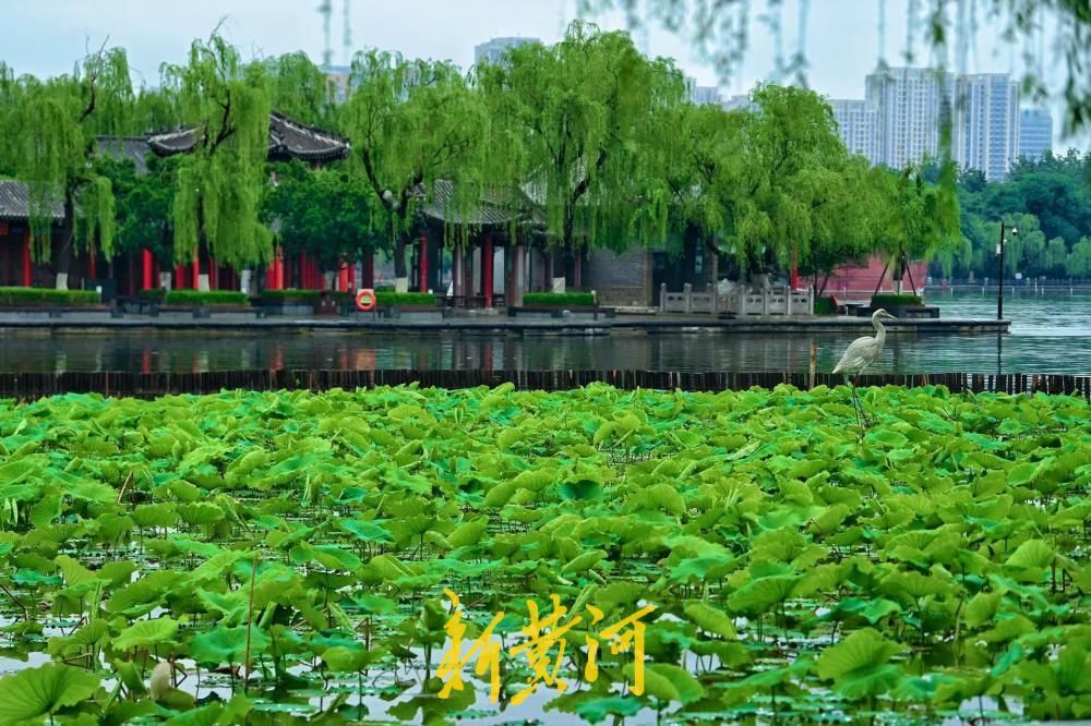 雨润明湖荷意浓 初夏翠色满泉城
