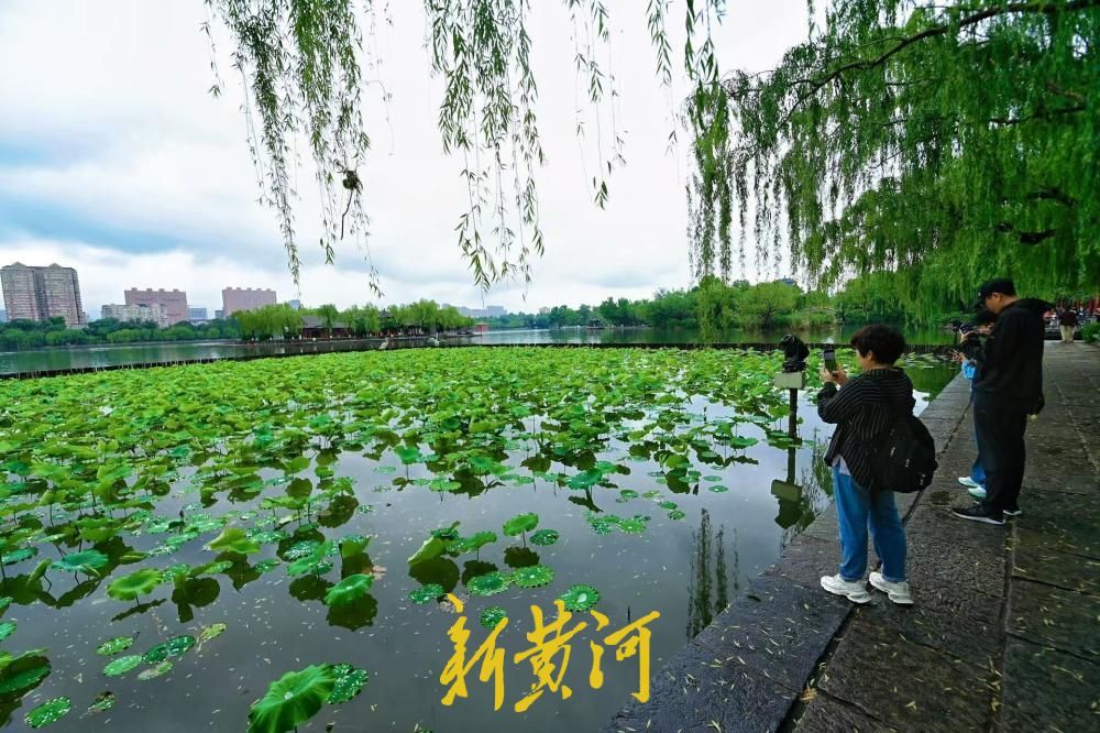 雨润明湖荷意浓 初夏翠色满泉城