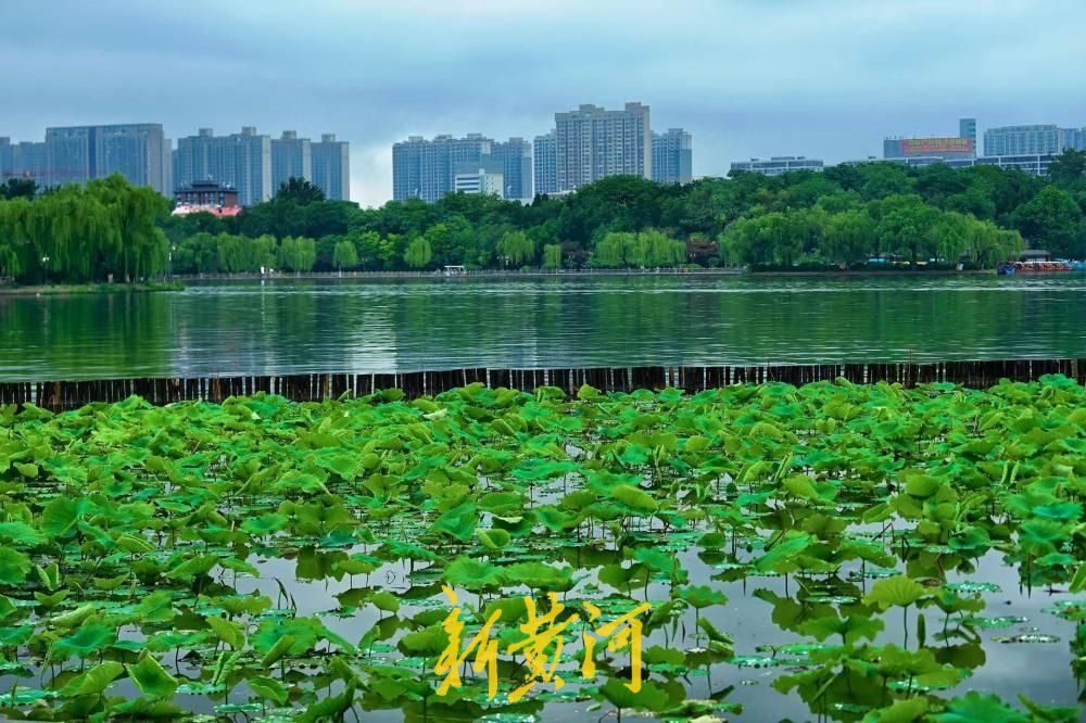 雨润明湖荷意浓 初夏翠色满泉城