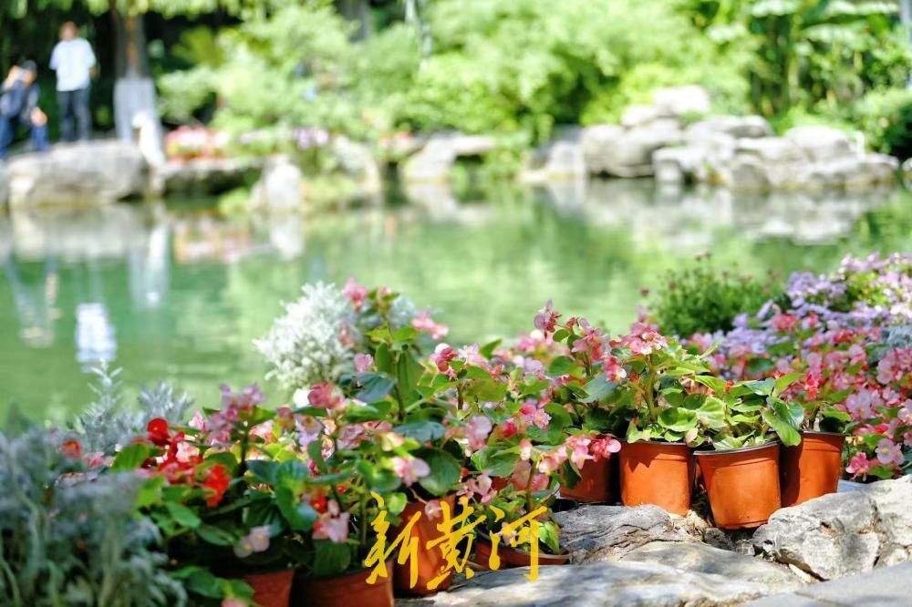 鲜花映清泉，无忧泉尽显泉城初夏风情