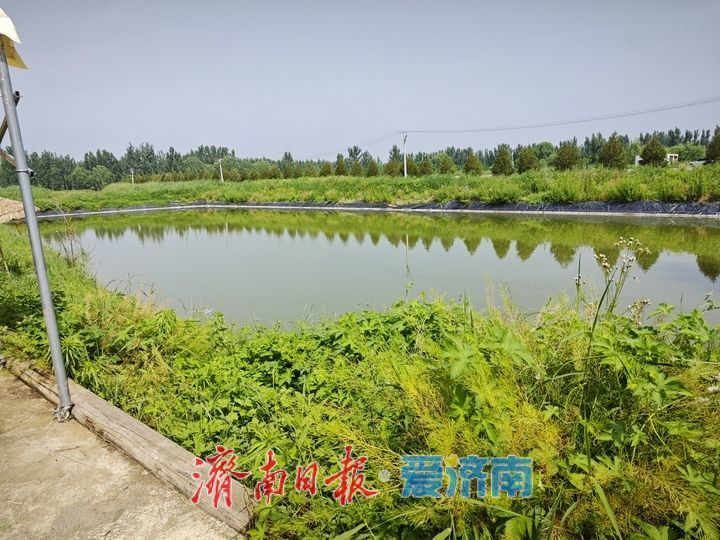 初夏桑葚甜 亲子采摘热 
