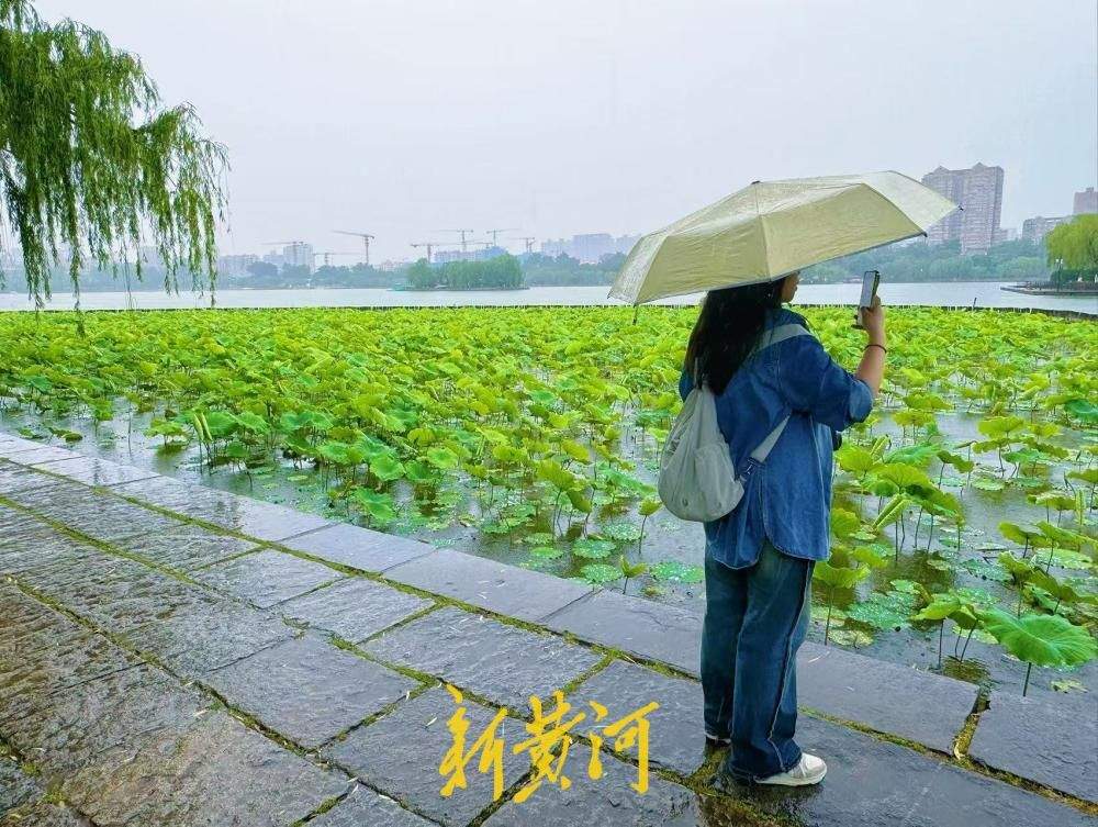 雨润明湖荷韵浓 济南烟雨风光醉游人