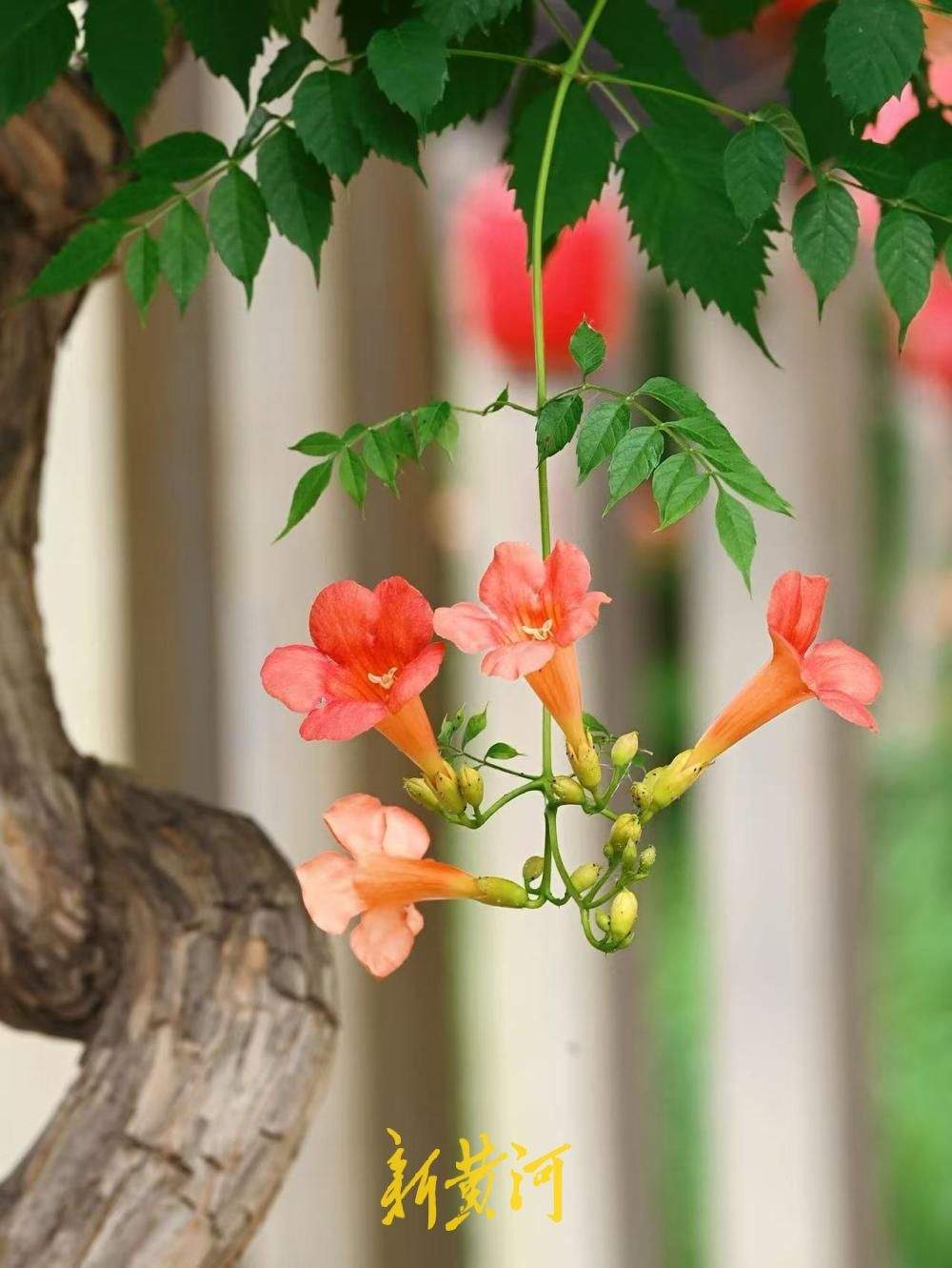 繁花满架映古巷 济南百花洲凌霄花热烈盛放