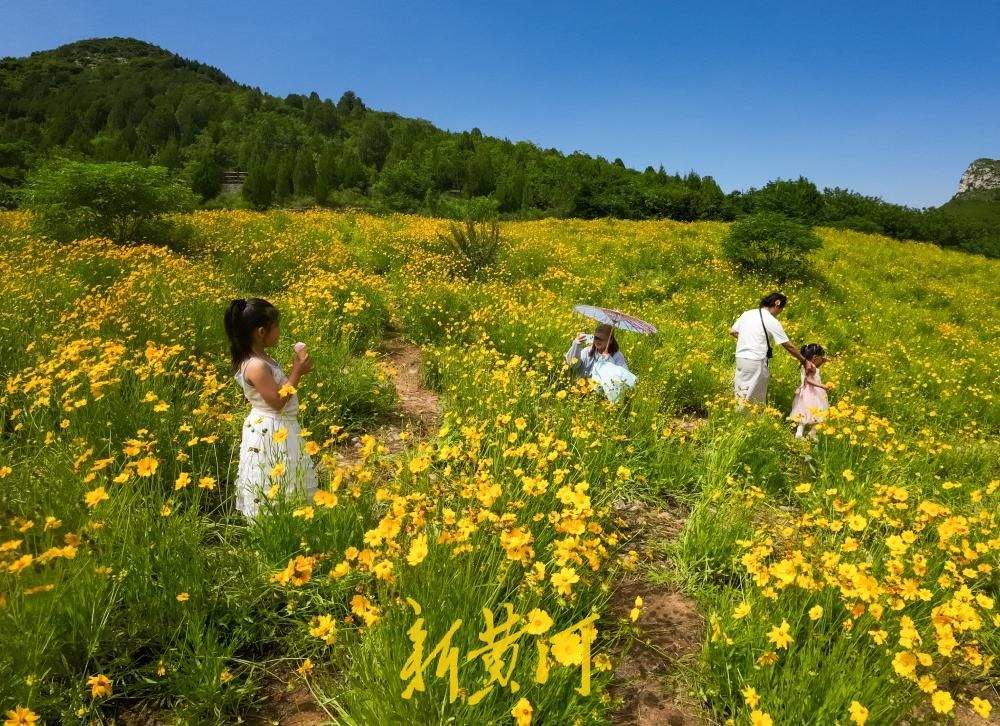 青山如屏，花田鎏金！藏在济南佛慧山脚下的夏日限定秘境