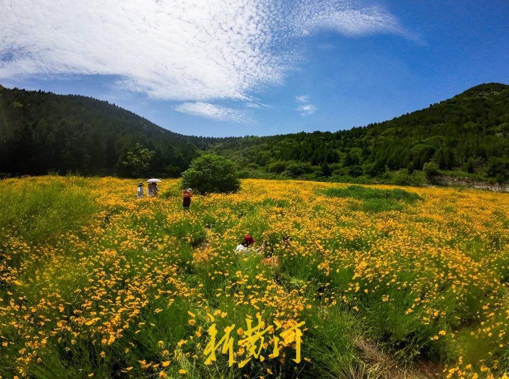 青山如屏，花田鎏金！藏在济南佛慧山脚下的夏日限定秘境