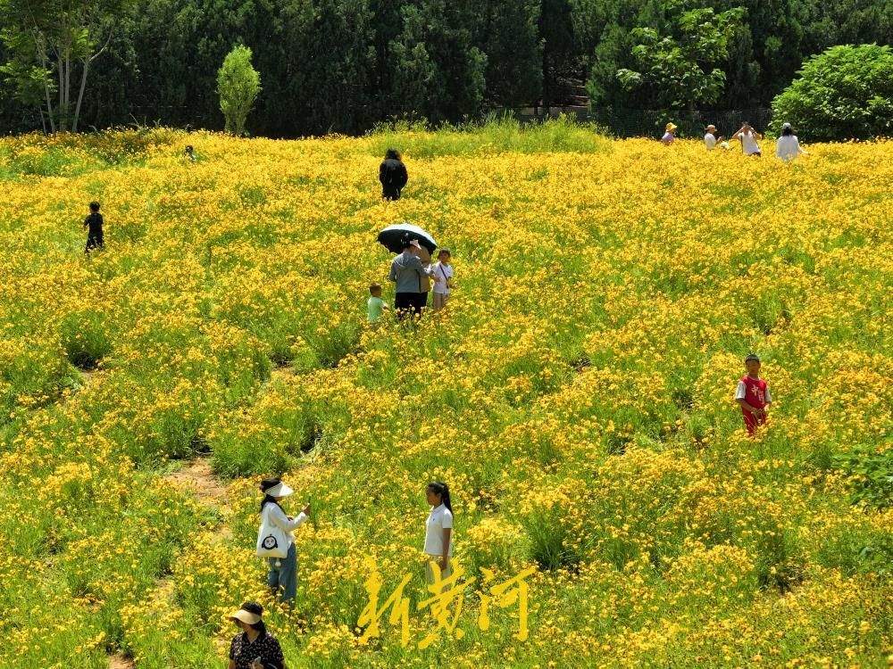 青山如屏，花田鎏金！藏在济南佛慧山脚下的夏日限定秘境
