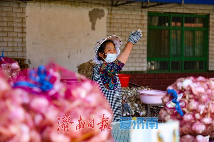 雨过天晴蒜飘香 商河白桥7万亩大蒜抢收正当时