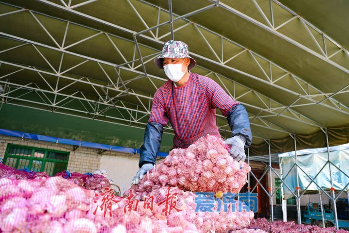 雨过天晴蒜飘香 商河白桥7万亩大蒜抢收正当时