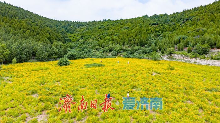 雨歇天晴鎏金漫坡！济南蚰蜒山金鸡菊花海进入最佳观赏期