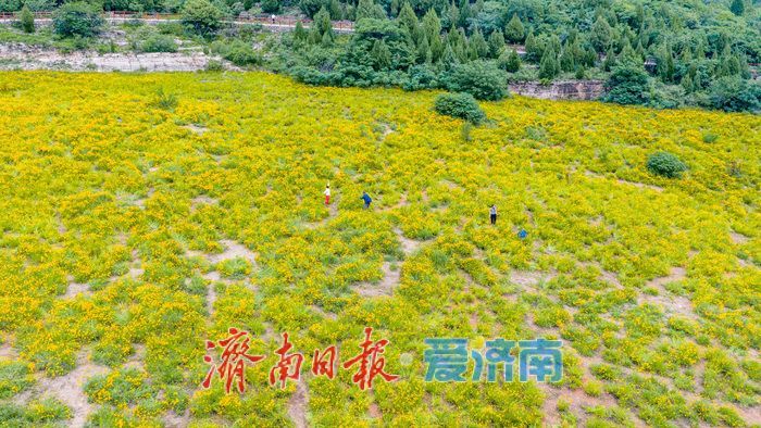 雨歇天晴鎏金漫坡！济南蚰蜒山金鸡菊花海进入最佳观赏期