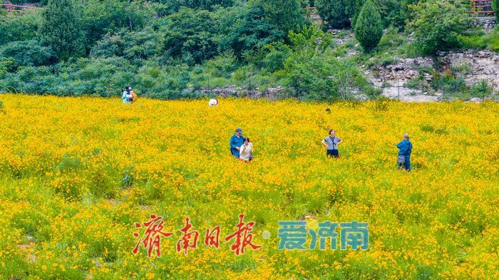 雨歇天晴鎏金漫坡！济南蚰蜒山金鸡菊花海进入最佳观赏期