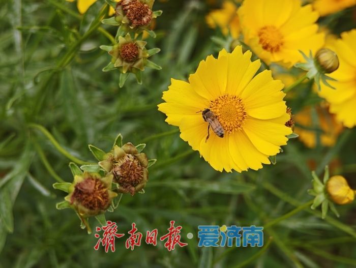 雨歇天晴鎏金漫坡！济南蚰蜒山金鸡菊花海进入最佳观赏期