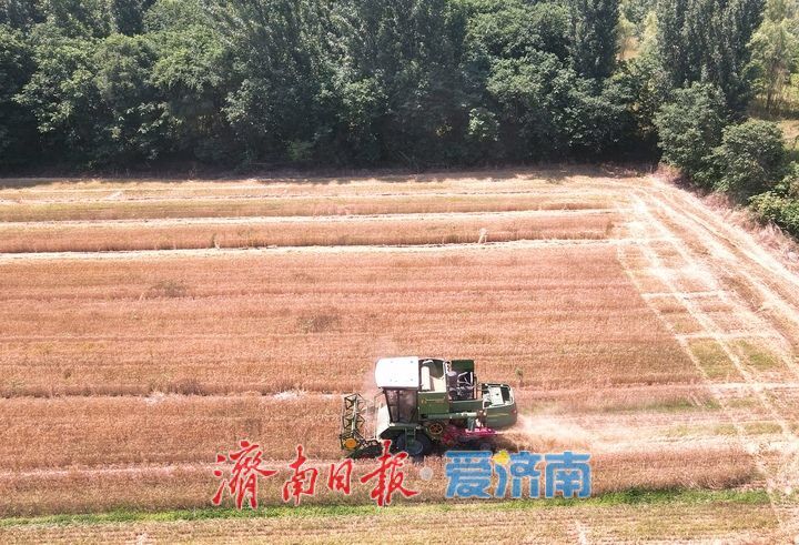 济南大面积夏收即将开始，黄河岸边麦田飘香