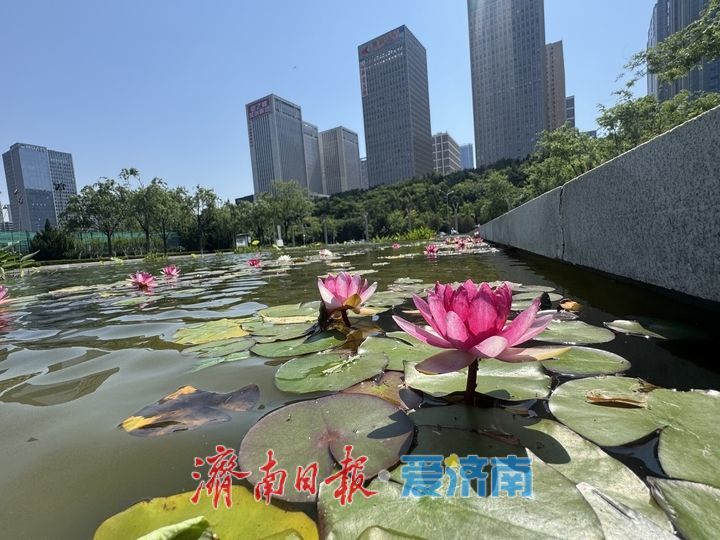 一年四季 泉在济南丨睡莲绽芳华 奥体初夏添诗意