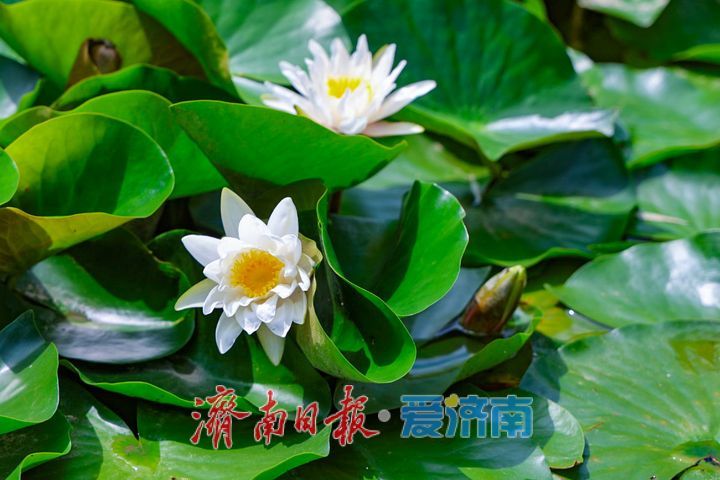 荷莲绽芳满池靚 百花洲流杯池荷莲次第盛放