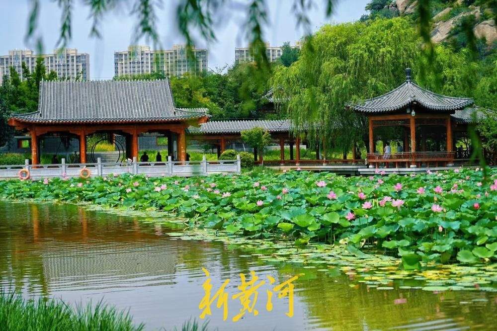 山湖入画 洋涓湖荷花盛放与药山相映成趣