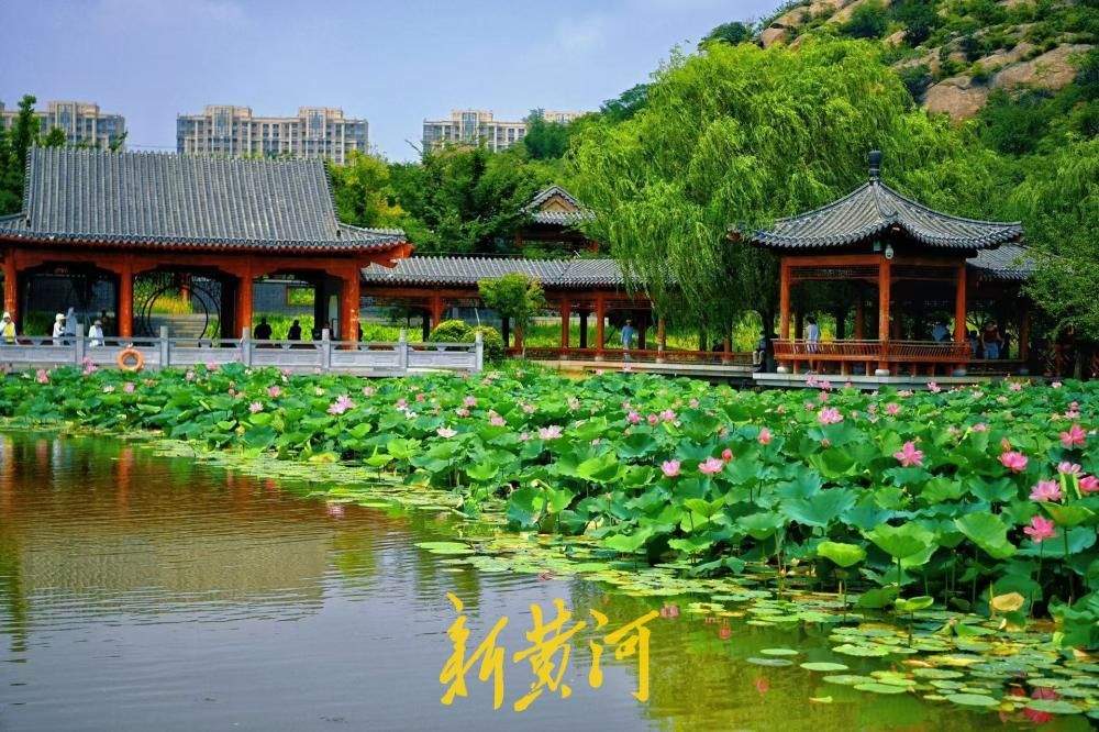 山湖入画 洋涓湖荷花盛放与药山相映成趣