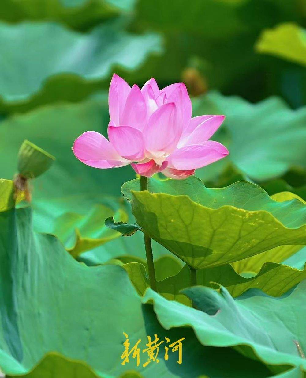 山湖入画 洋涓湖荷花盛放与药山相映成趣