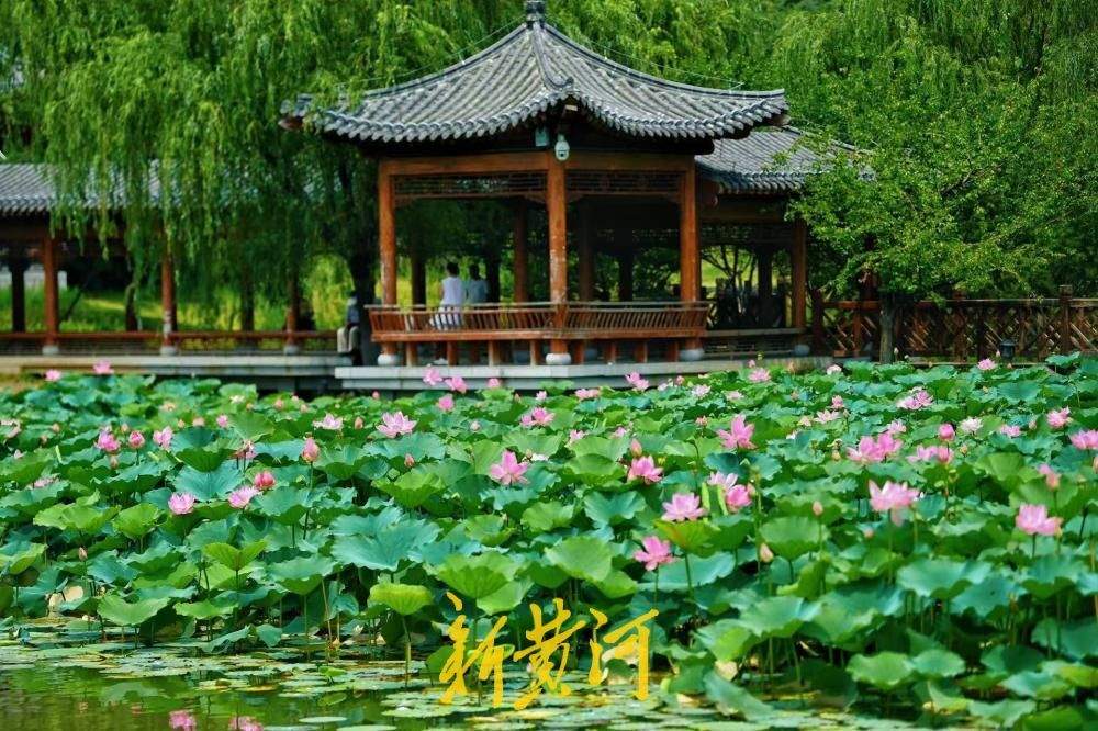 山湖入画 洋涓湖荷花盛放与药山相映成趣