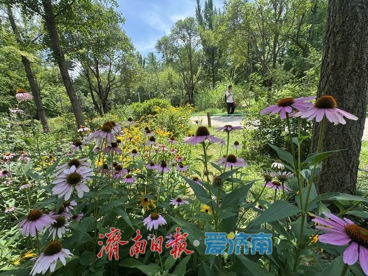 泉城公园夏花盛放 尽显泉城夏日风情