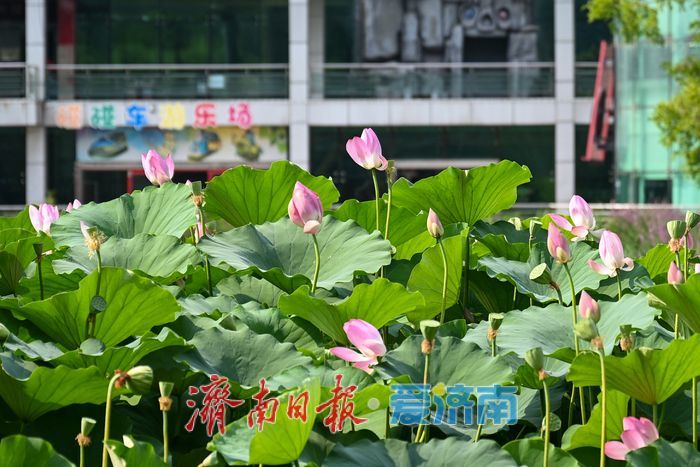 夏日限定美景上线 泉城公园荷塘绿意飘香