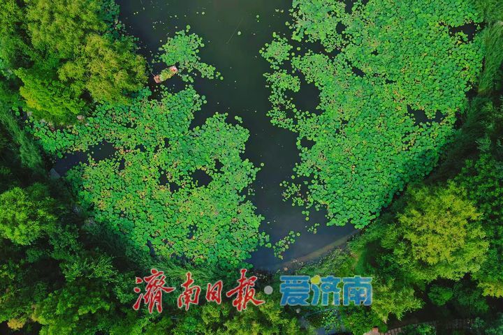 夏染林海风光好 一园青翠醉游人