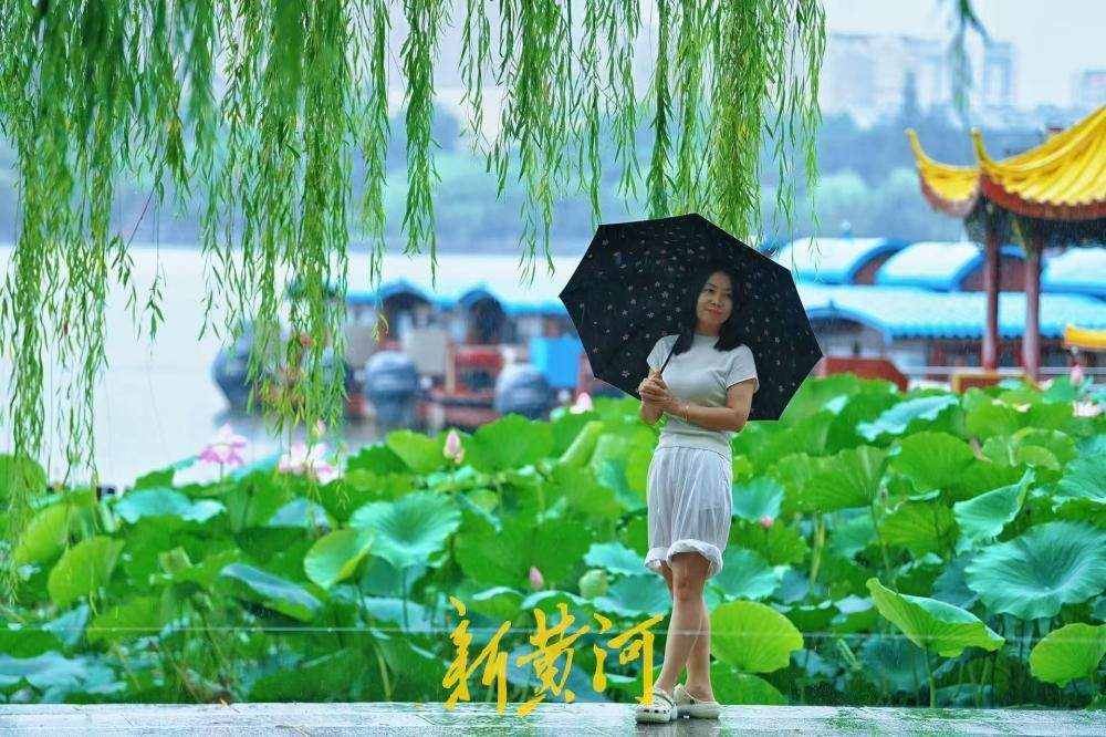 入伏首日迎降雨 大明湖雨荷相映引游人驻足