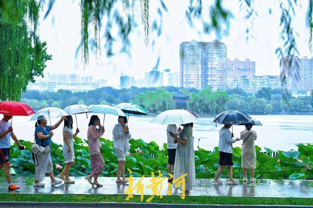 入伏首日迎降雨 大明湖雨荷相映引游人驻足