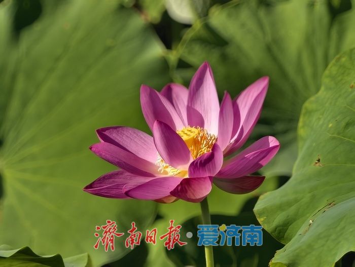 一年四季 泉在济南|泉水浸润,灰泉荷塘绘就盛夏画卷