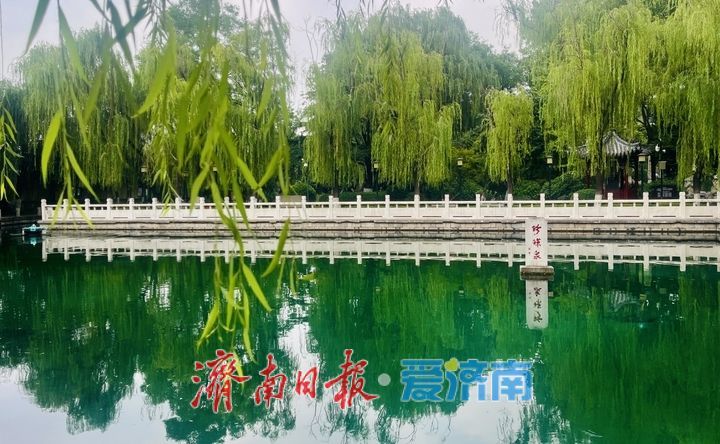 夏日珍珠泉 满池清凉意
