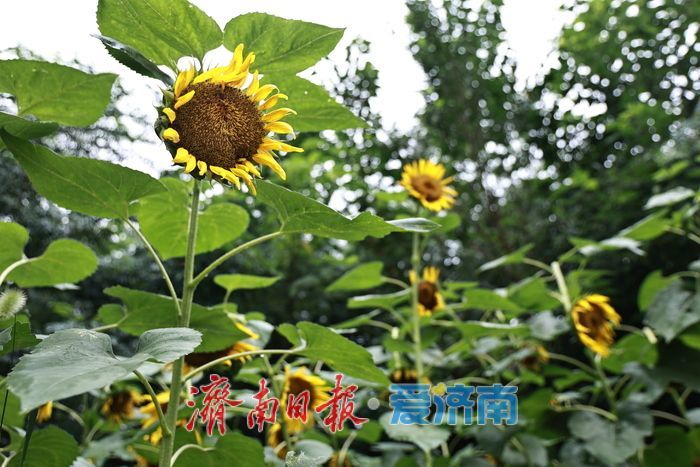 篱落疏疏金盘逐日！千佛山500平向日葵灿烂绽放