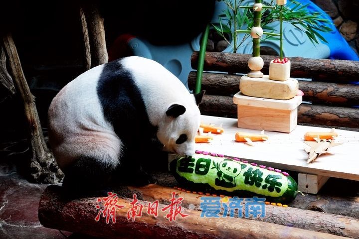 熊猫“二喜”16岁生日会 日夜畅玩解锁童趣狂欢！