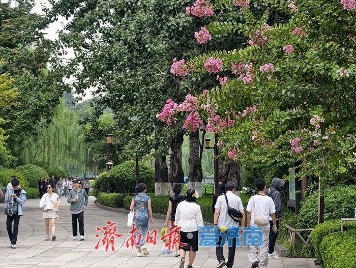 一年四季 泉在济南丨垂柳映繁花，紫薇装点大明湖盛夏时光