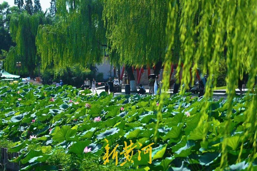 高温遇荷景 青荷撑起济南夏日绿意