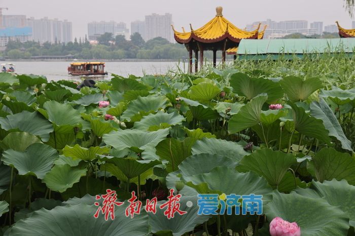 一年四季 泉在济南｜荷风送香！大明湖荷花盛放引游人打卡