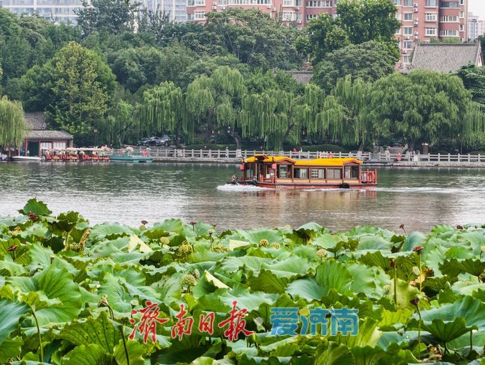 秋染大明湖,晨昏皆如画