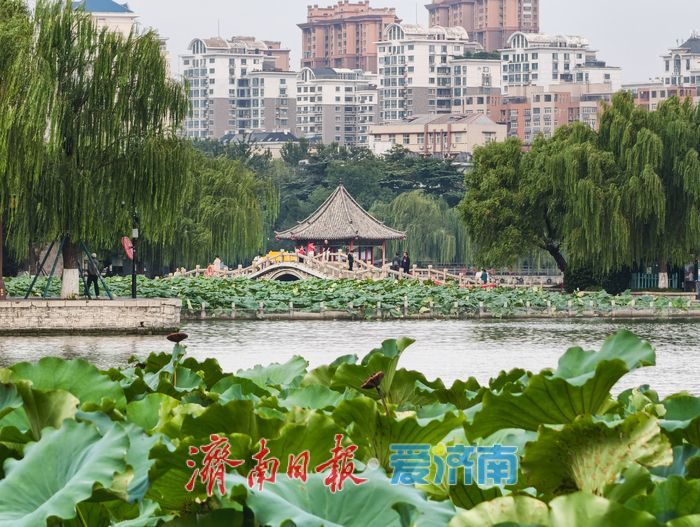 秋染大明湖,晨昏皆如画