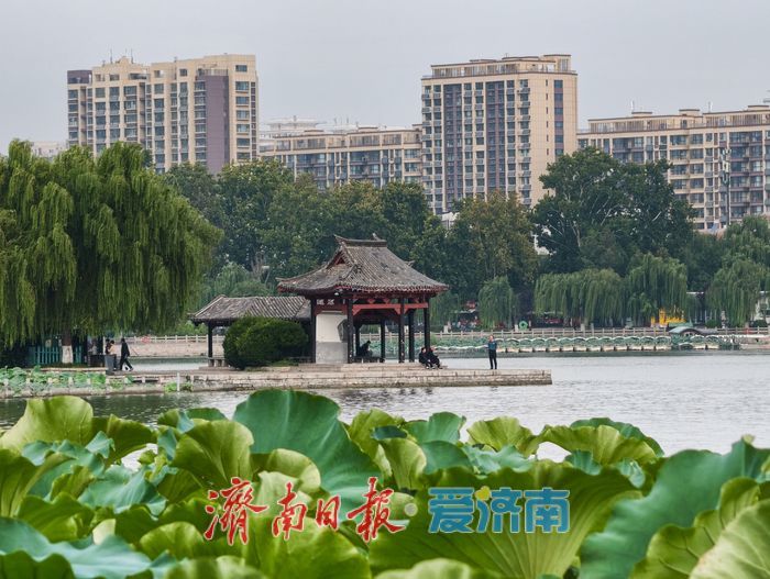 秋染大明湖,晨昏皆如画