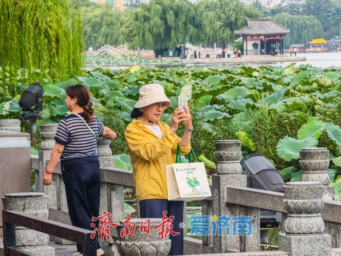 秋染大明湖,晨昏皆如画