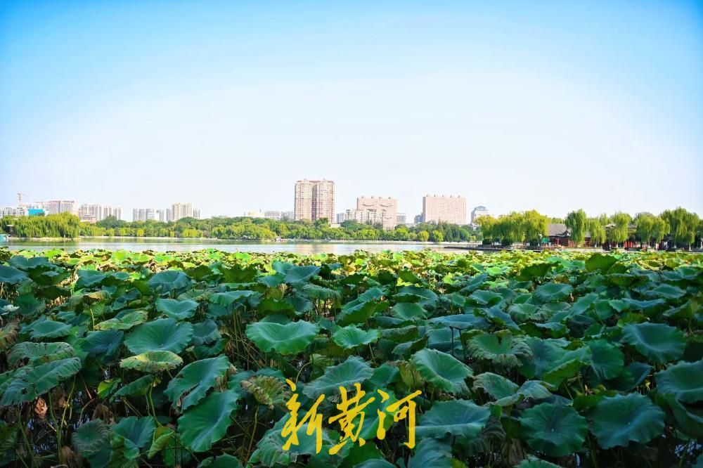 别样秋光，济南大明湖秋分荷正盛