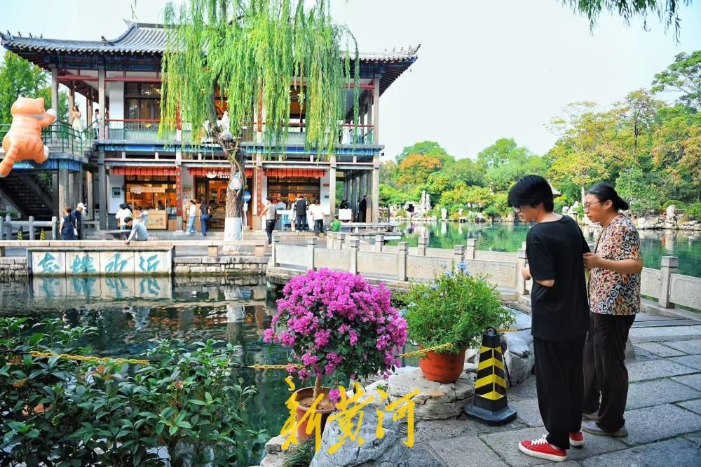 济南五龙潭新添美景，三角梅盛放绘就秋日画卷
