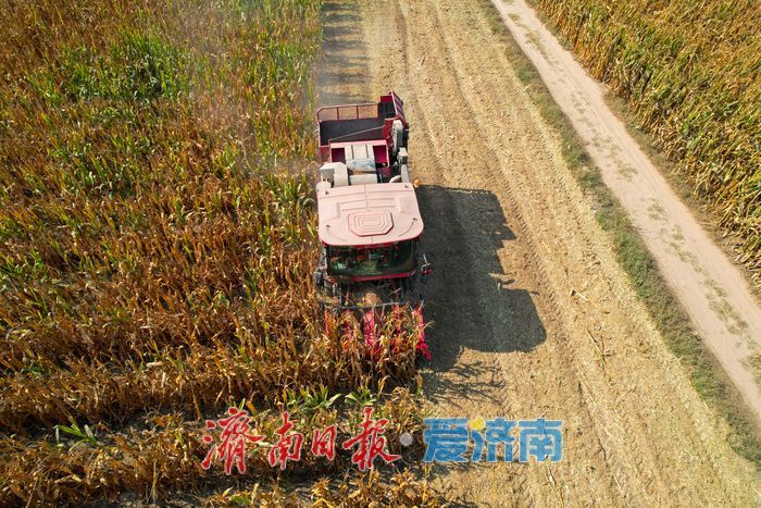 济南黄河北岸玉米收割正酣 金秋田野迎丰收