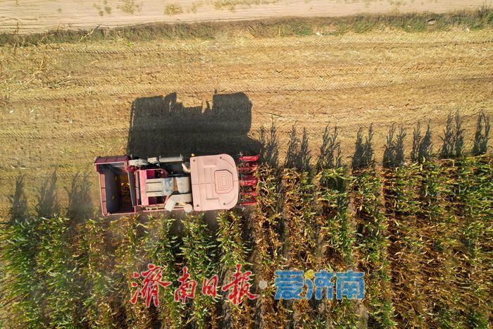 济南黄河北岸玉米收割正酣 金秋田野迎丰收
