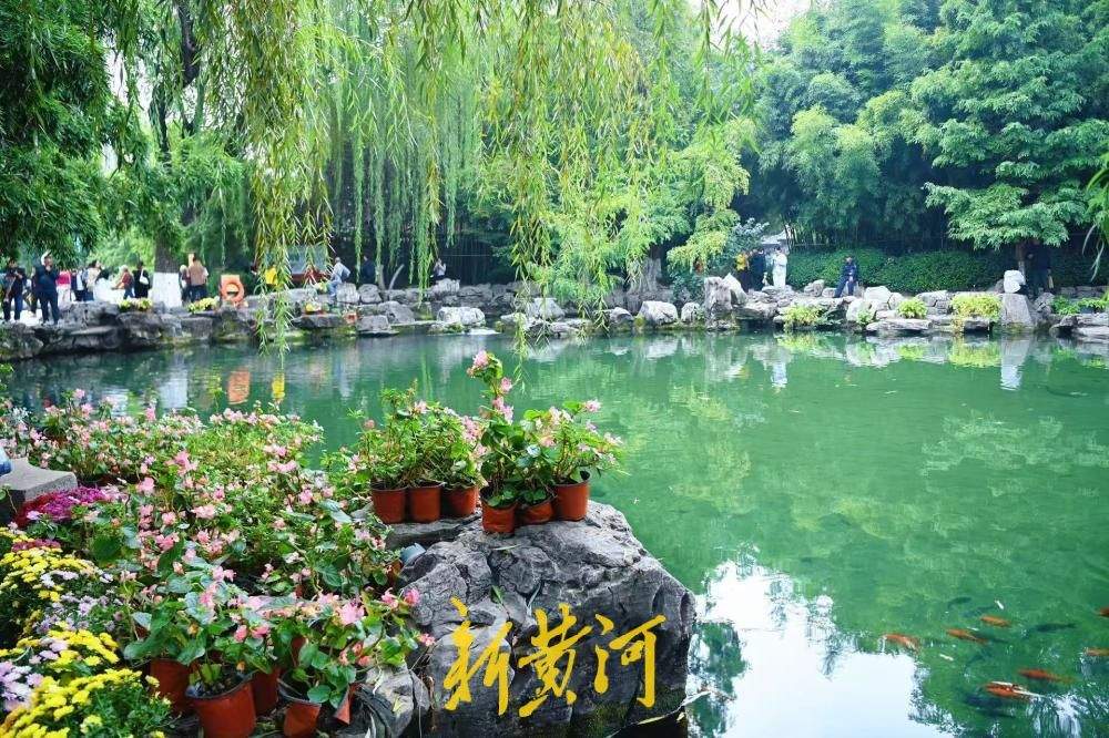 清泉映秋菊，济南趵突泉景区秋意盎然