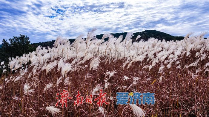红叶热烈，荻花轻盈，济南丁子寨秋日山野美出圈