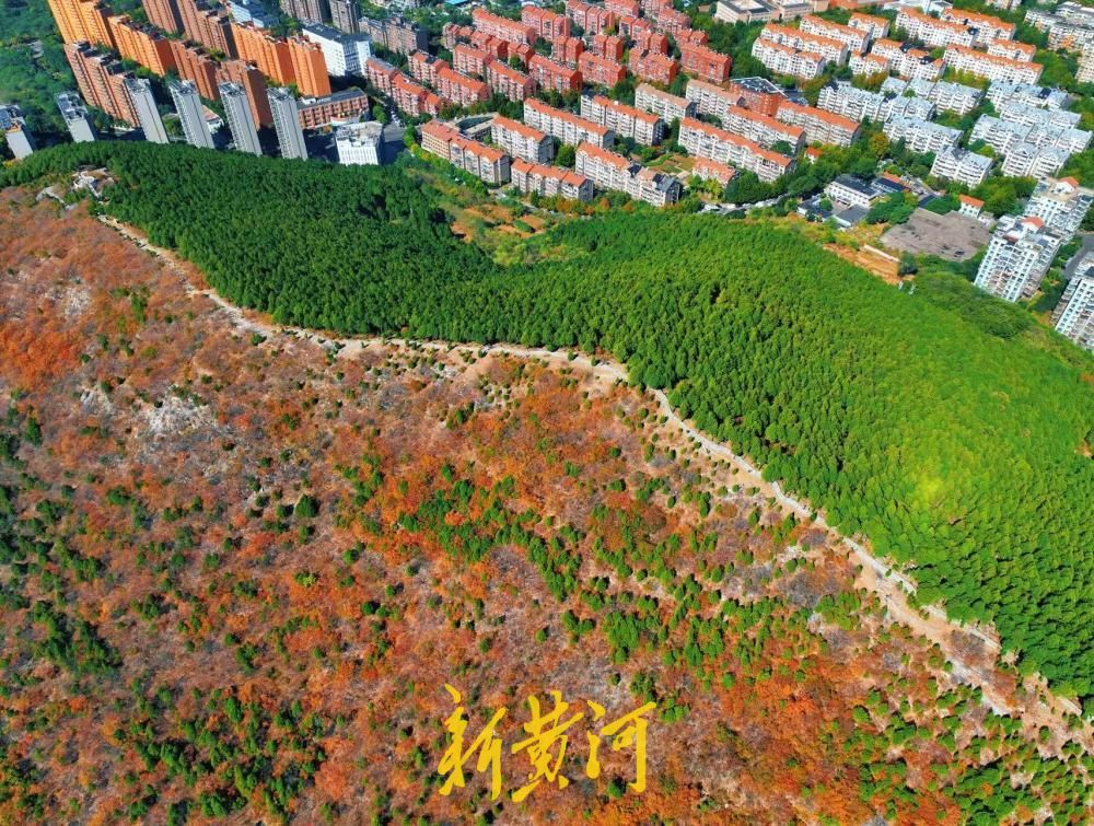 深秋赏叶,济南蝎子山“鸳鸯锅”红叶正浓烈