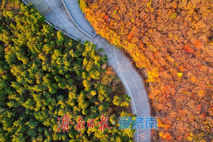 平分秋色！崮山公园漫山层林尽染 迎来最佳观赏期