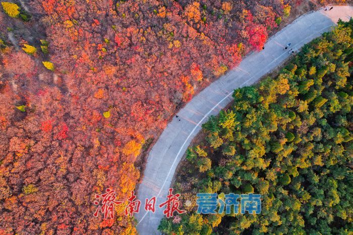 平分秋色！崮山公园漫山层林尽染 迎来最佳观赏期