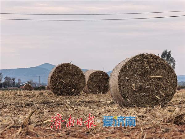 融媒·见证丨田里的“巨型瑞士卷”,藏着乡村第二份收获 丰收过后的丰收