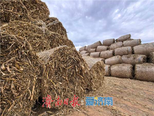 融媒·见证丨田里的“巨型瑞士卷”,藏着乡村第二份收获 丰收过后的丰收